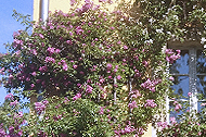 tl_files/garten/gaerten 2023/og_pirna_2023_lit06_mouton.jpg